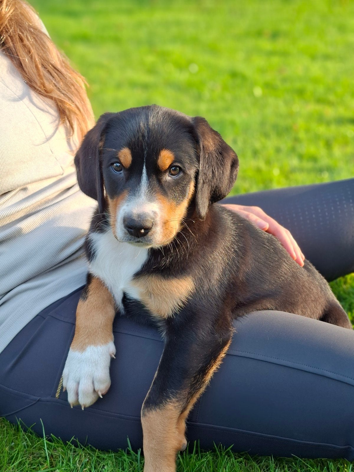 Prachtige Grote Zwitserse Sennen pups Stamboom, Meerdere, Meerdere dieren, Nederland, Particulier