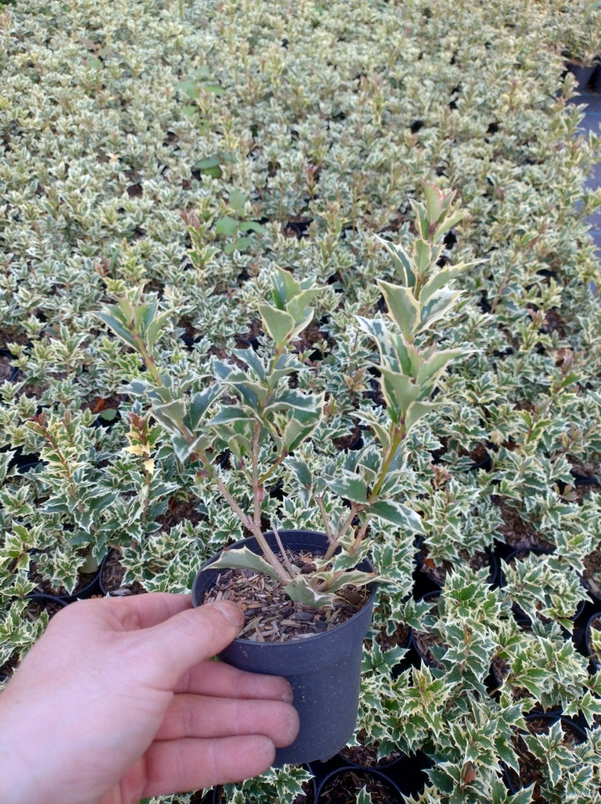 Bonte hulst osmanthus variegatus. Haagplant, P9 plantgoed., Ophalen of Verzenden, Overige soorten, Haag, 100 tot 250 cm
