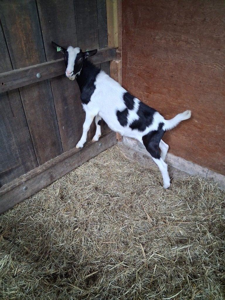 Mooie  bonte bok hoornloos, Dieren en Toebehoren, Schapen, Geiten en Varkens, Mannelijk, Geit, 0 tot 2 jaar