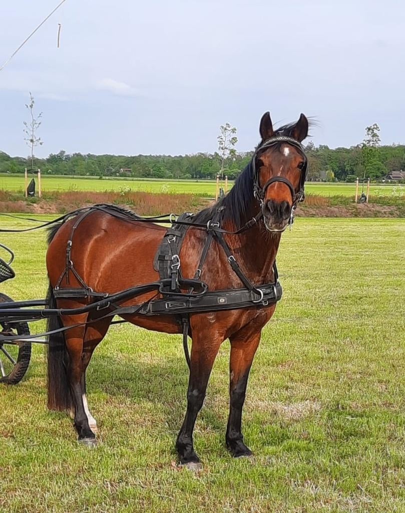 Mooie aangespannen New Forest merrie, Merrie, Met stamboom, B, 11 jaar of ouder