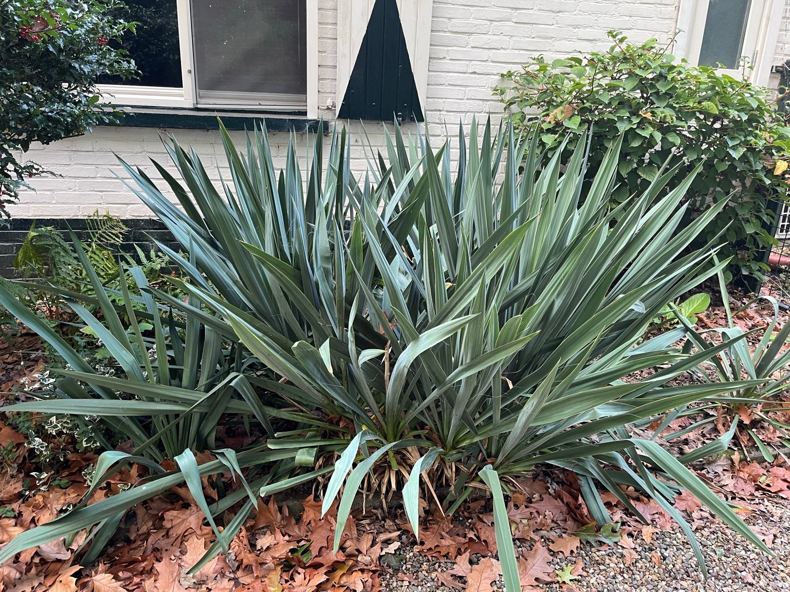 Mooie yuca planten, Vaste plant, Halfschaduw, Zomer, Ophalen