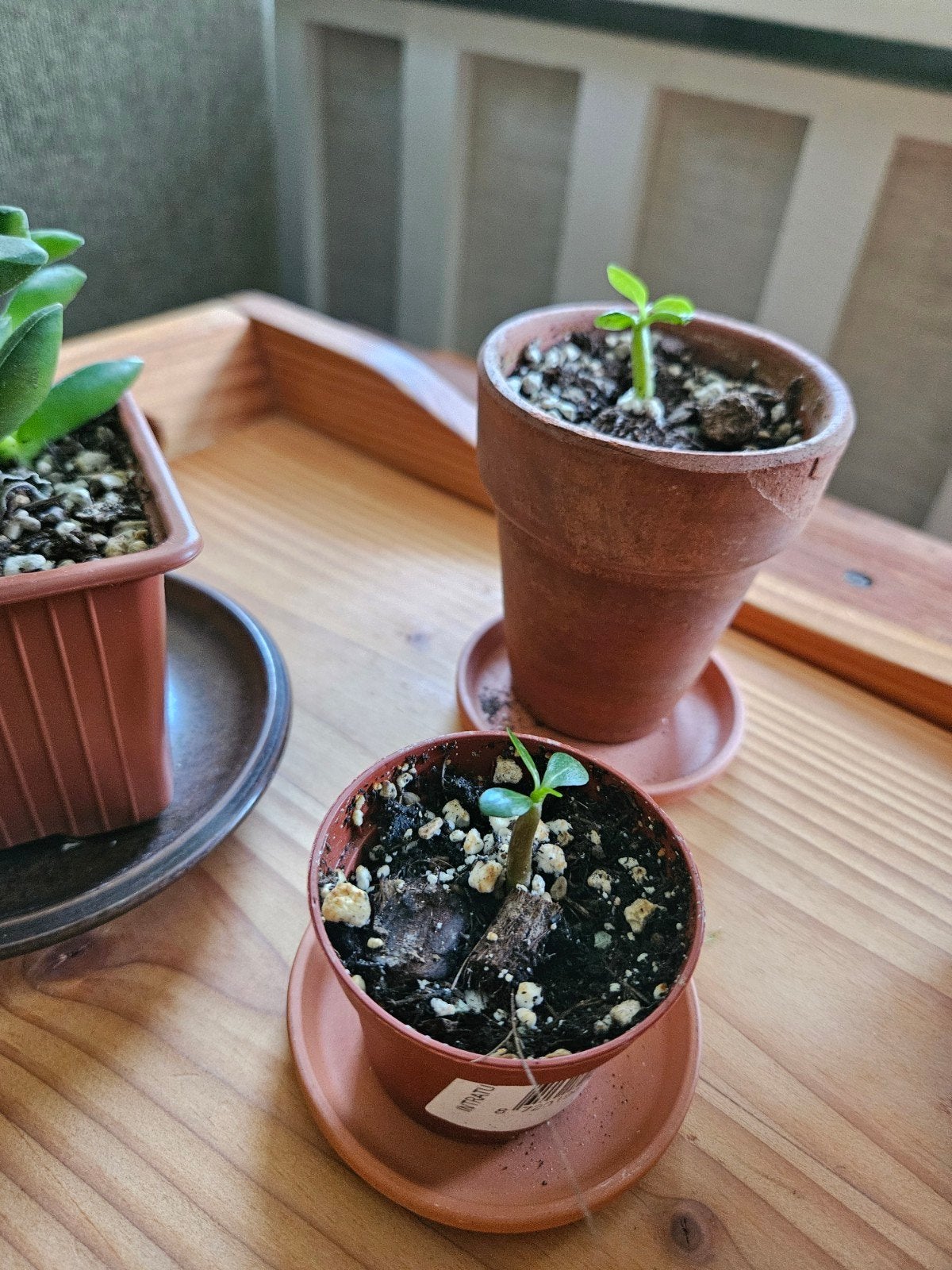 Woestijnroos (Adenium obesum) zaailing, Huis en Inrichting, Kamerplanten, Ophalen, Vetplant, Minder dan 100 cm, Bloeiende kamerplant