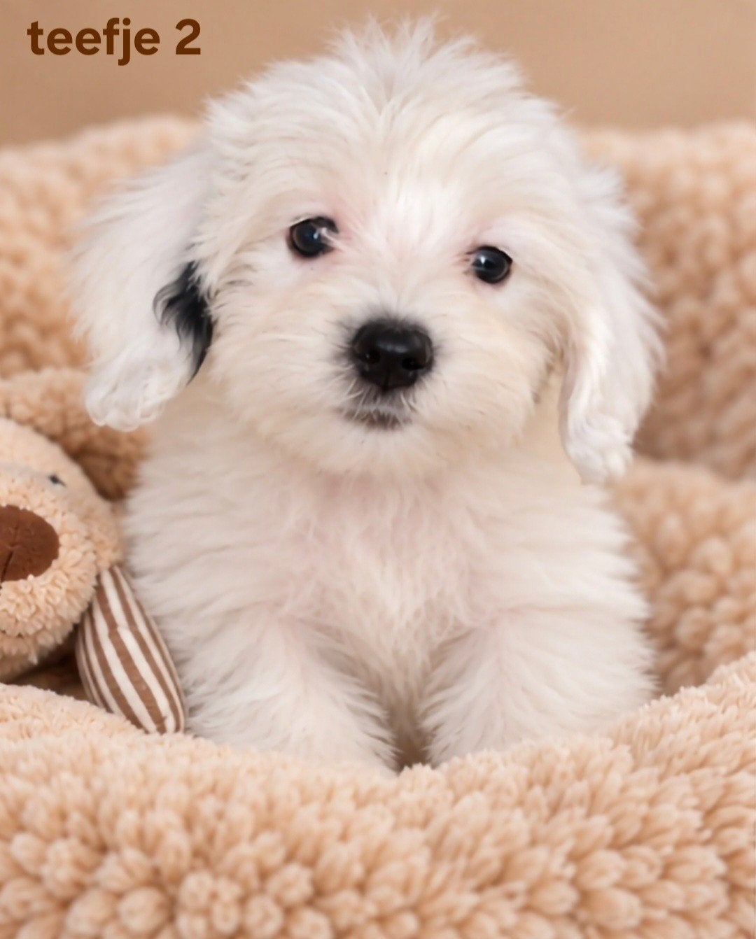 super speelse boomer pups. Maltezer x shih tzu, Overige rassen, 8 tot 15 weken, CDV (hondenziekte), Meerdere