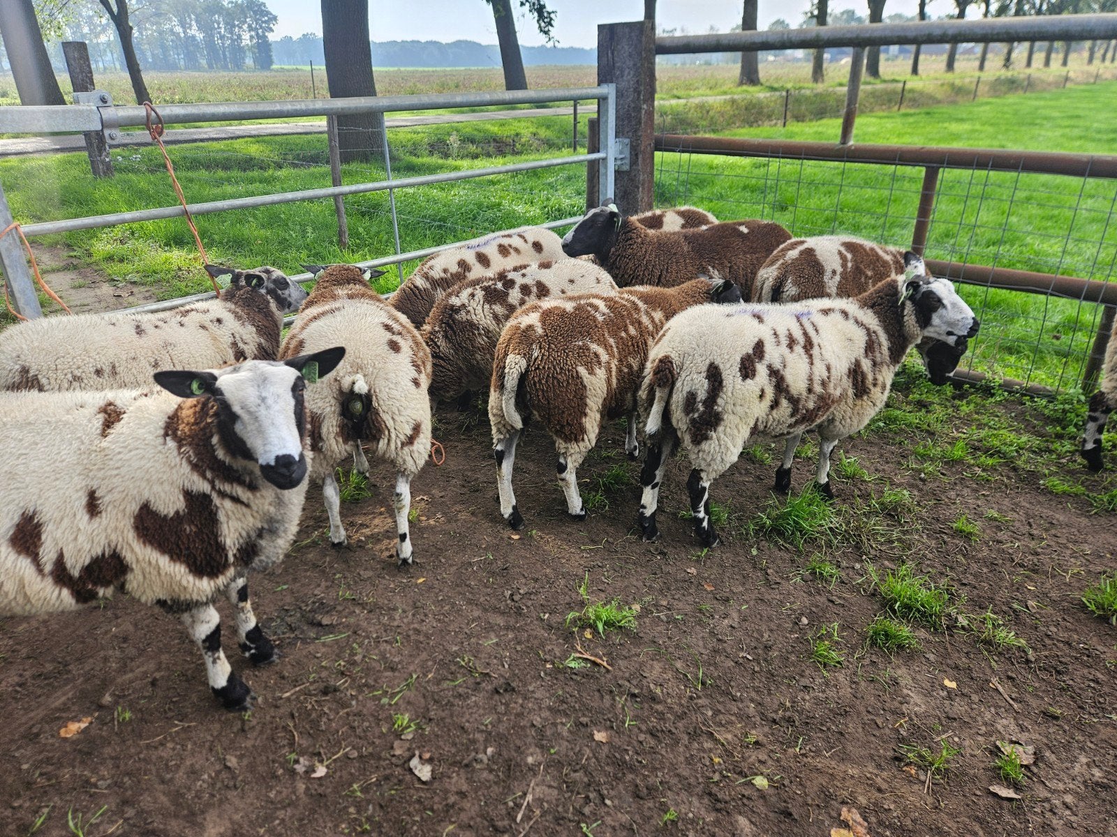 bonte ooilammeren te koop, Dieren en Toebehoren