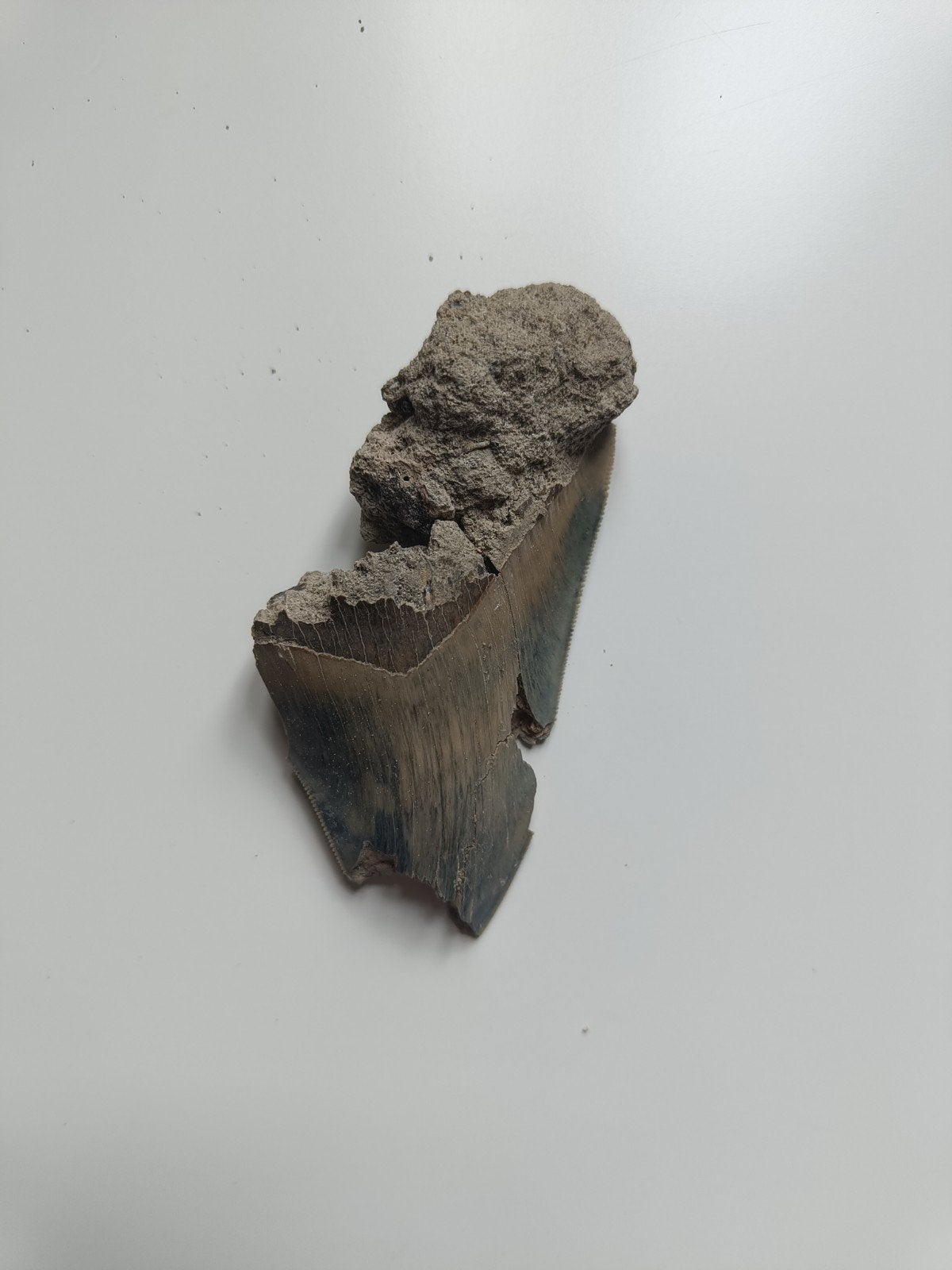 Megalodon tand - beschadigd fossiel, Ophalen of Verzenden, Fossiel