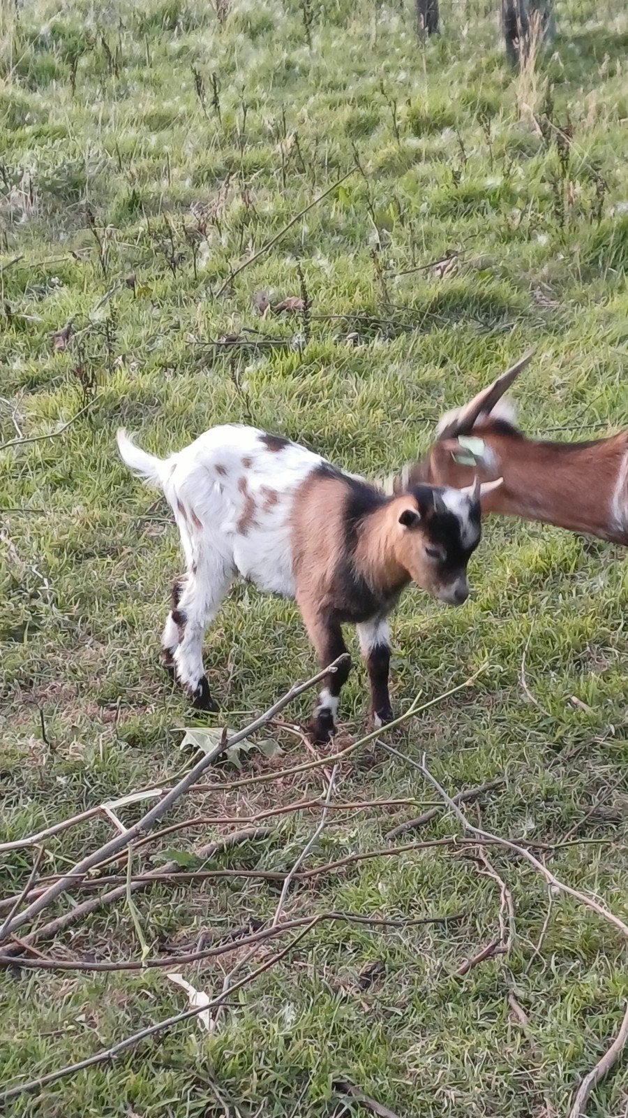 geitenbokjes, Dieren en Toebehoren, Mannelijk, Geit