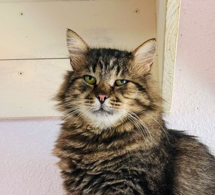 Kesha – een groot hart achter verdrietige ogen🐾, Kater, Langharig, 3 tot 5 jaar