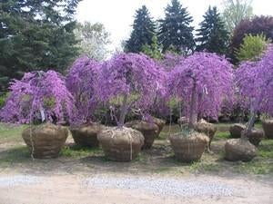 Cercis canadensis Lavender twist / Judas boom / treurvorm ‼, Tuin en Terras, Planten | Bomen, Treurboom, 100 tot 250 cm, Volle zon