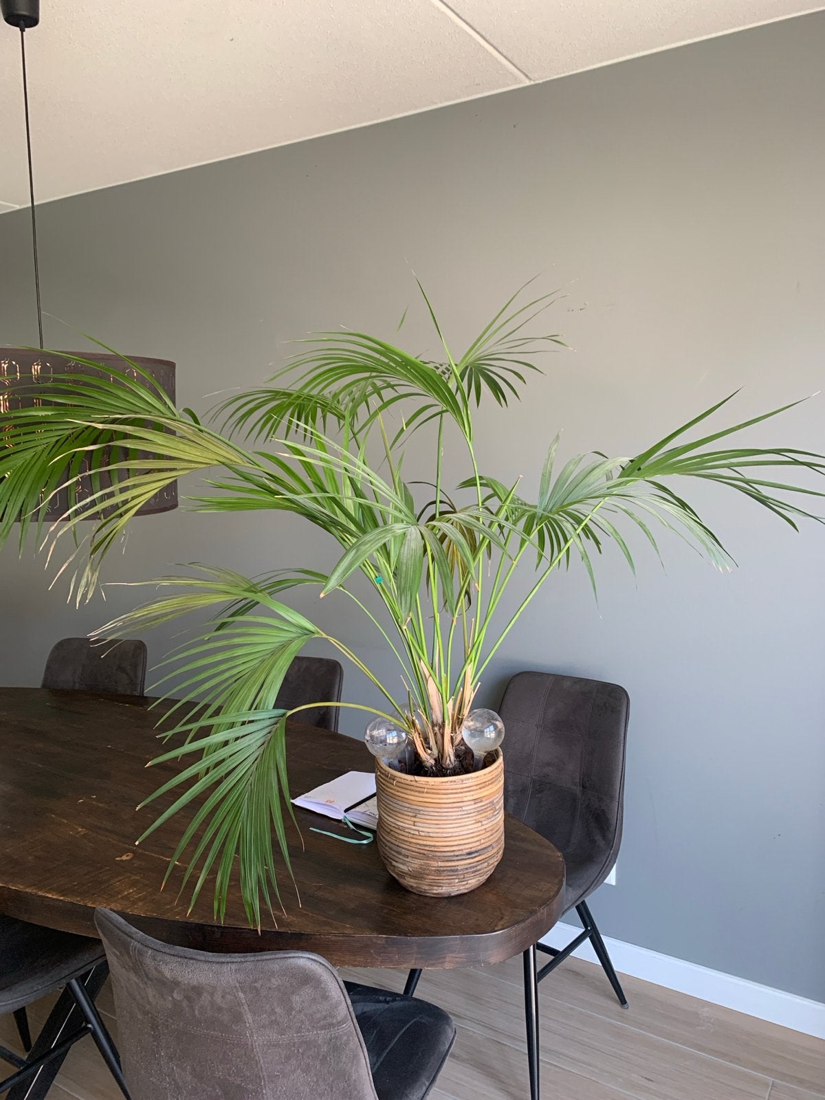 Grote palmplant in bamboe pot €10, Ophalen, 100 tot 150 cm, Palm, Halfschaduw