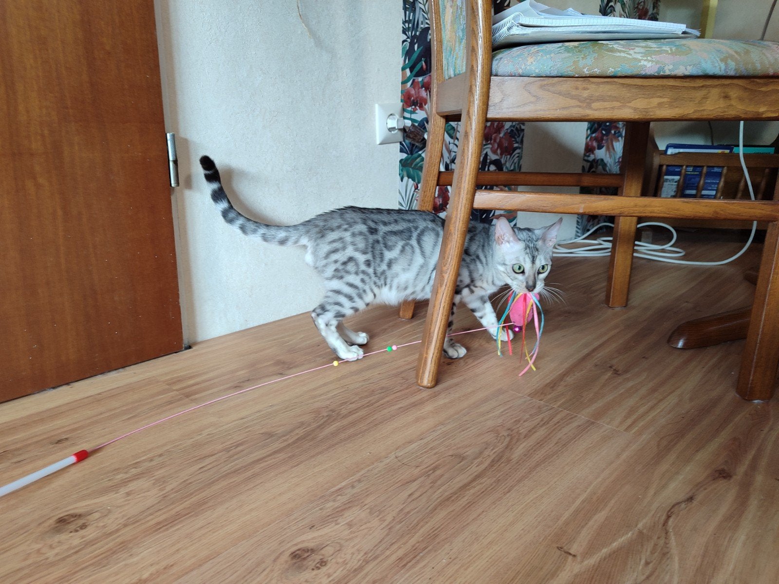 Lovely Bengal Male Kitten Silver, Dieren en Toebehoren, Meerdere dieren, Gechipt, 0 tot 2 jaar