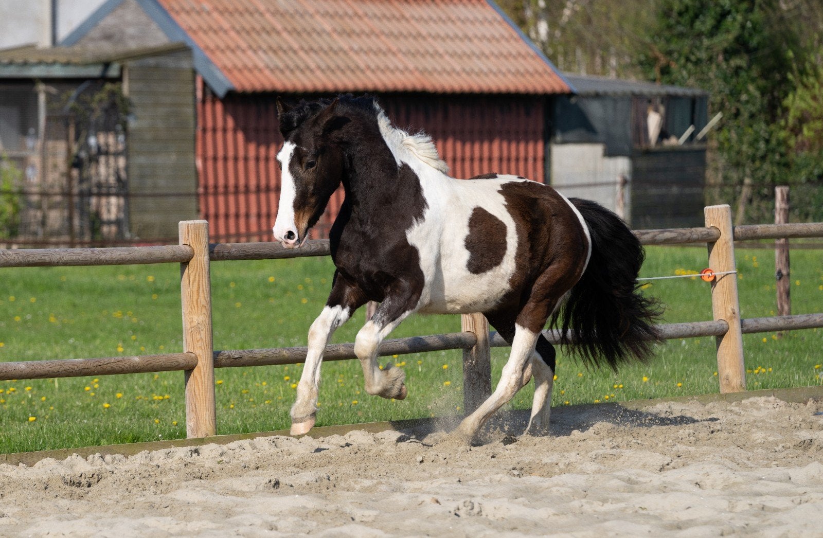 6-jarige Barock Pinto ruin, Ruin, Zadelmak, 3 tot 6 jaar, Recreatiepony