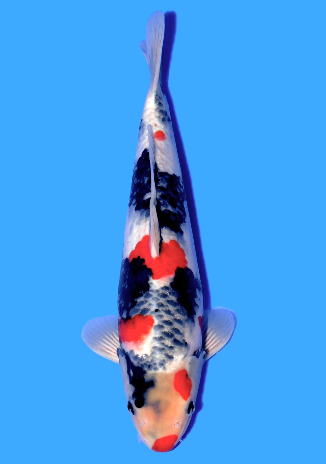 High class japanse koi tancho showa sanke karashigoi kohaku, Dieren en Toebehoren, Vissen | Vijvervissen, Karper of Koi