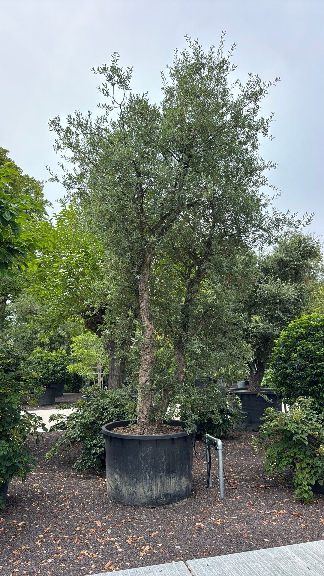 Mooie collectie meerstammige Quercus Suber/Kurkeiken, Ophalen, Volle zon, Overige soorten
