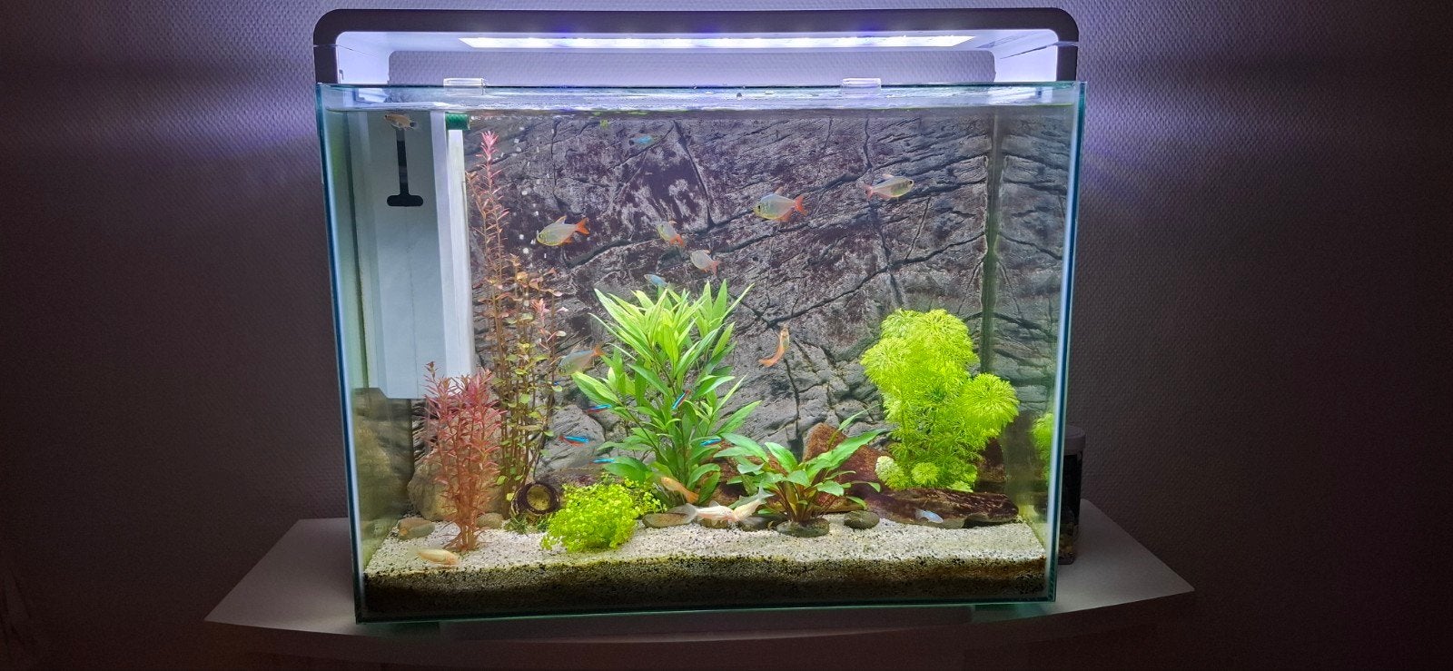 Superfish home 85 liter compleet, Ophalen, Zo goed als nieuw, Gevuld zoetwateraquarium