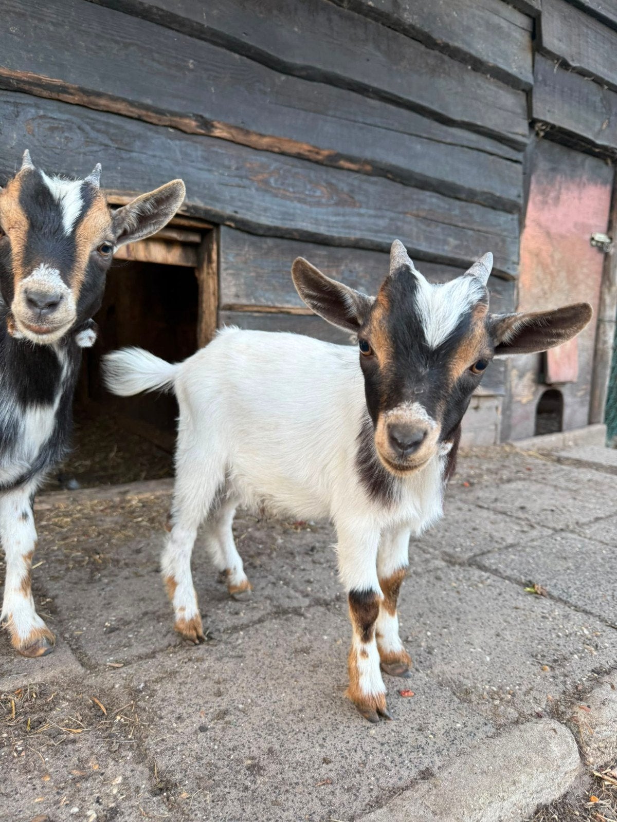 Bokje, Mannelijk, Geit, 0 tot 2 jaar