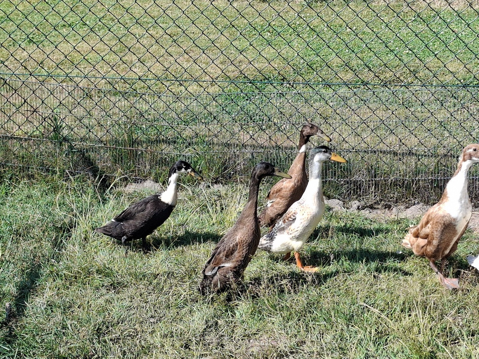 loop eenden, Dieren en Toebehoren, Meerdere dieren, Eend
