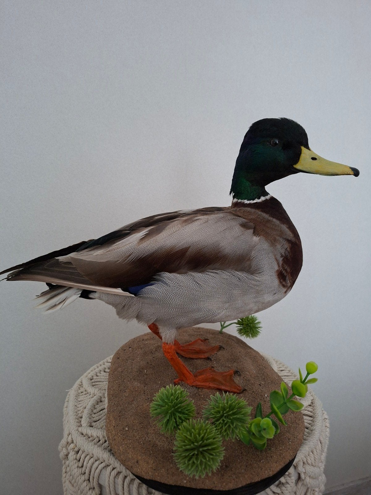 Prachtige opgezette wilde eend (woerd) - Taxidermie, Ophalen, Zo goed als nieuw, Vogel, Opgezet dier