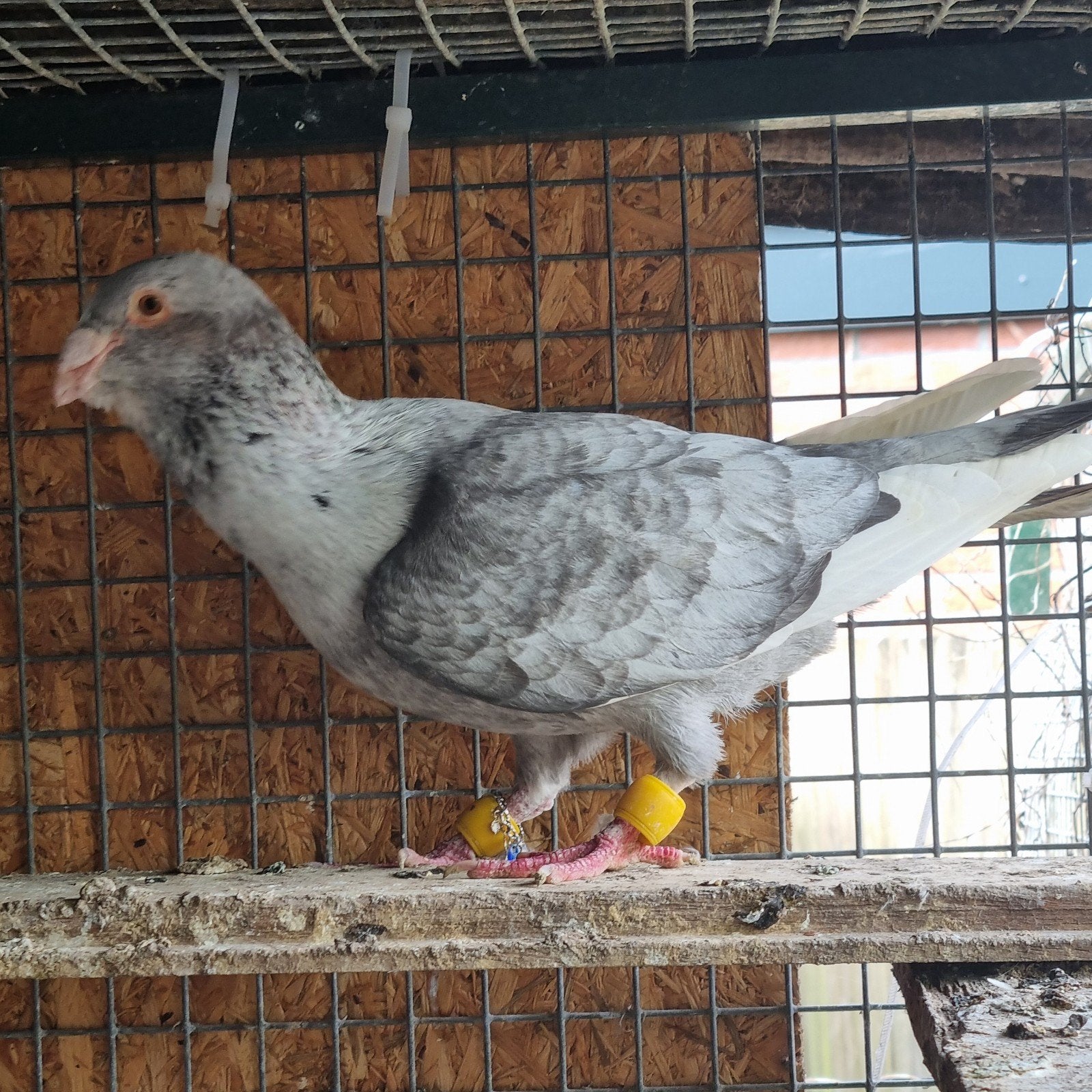 duiven man te koop, Mannelijk, Gans of Zwaan