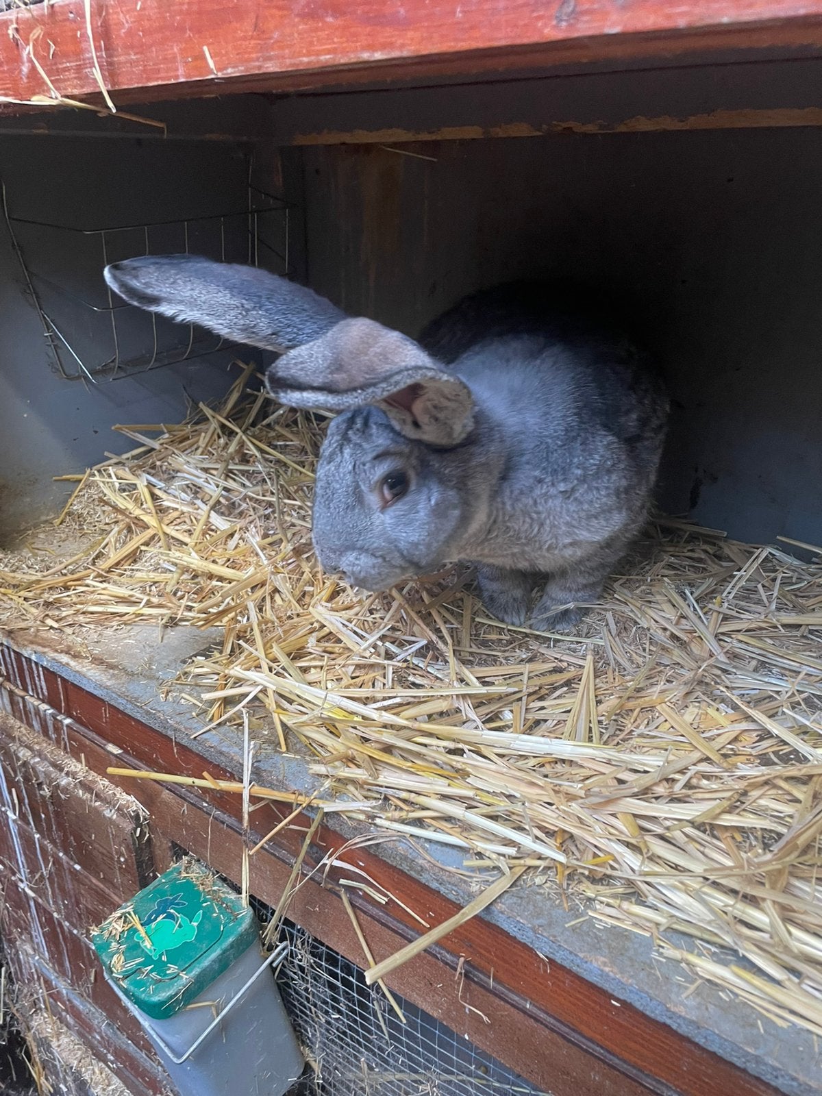 Mooie vlaamse reus Chincilla ram, Mannelijk, Groot