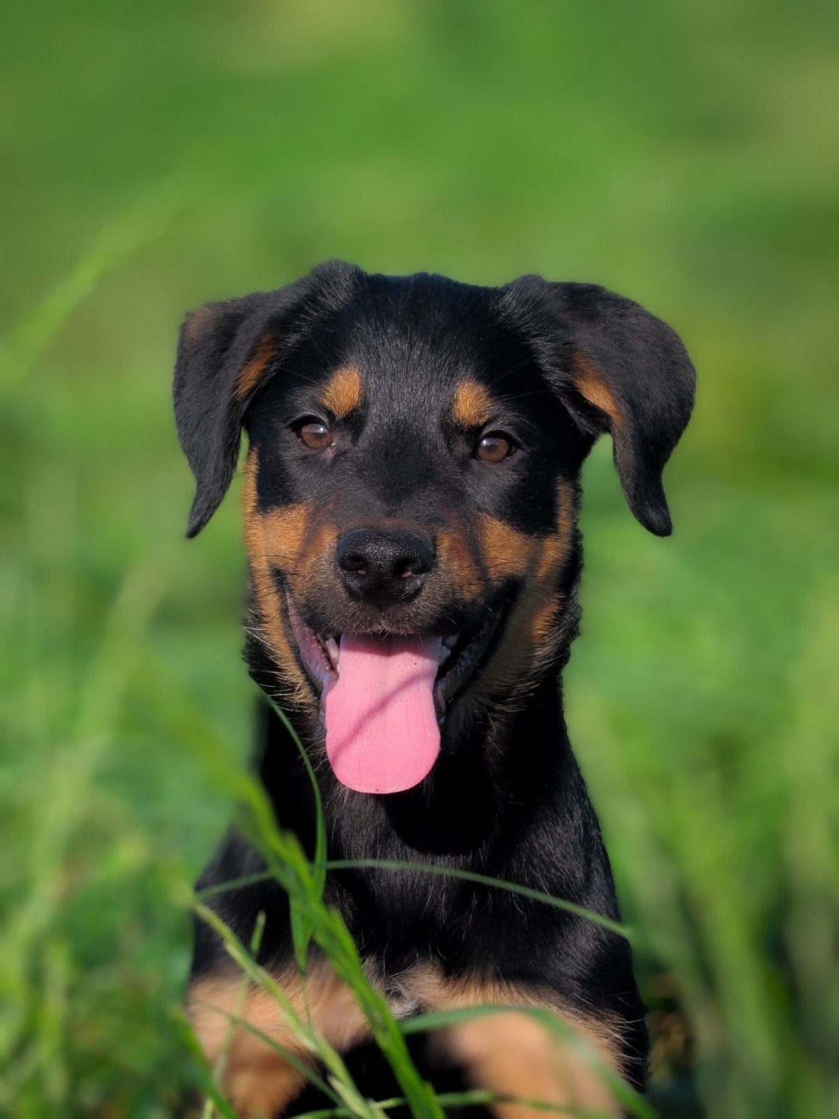 Enthousiaste rottweiler x border collie teefje zoekt baasje, Dieren en Toebehoren, Parvo, 8 tot 15 weken, Teef, Eén hond