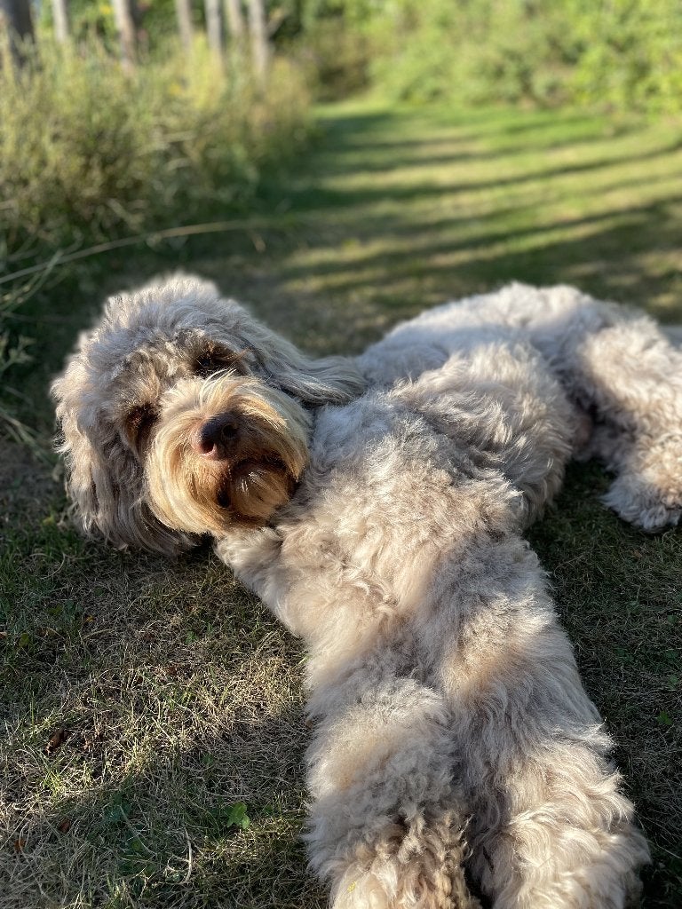 Lieve oppas/tijdelijk nieuw adres gezocht voor Heidedoodle, Parvo, Eén hond, 3 tot 5 jaar, Nederland