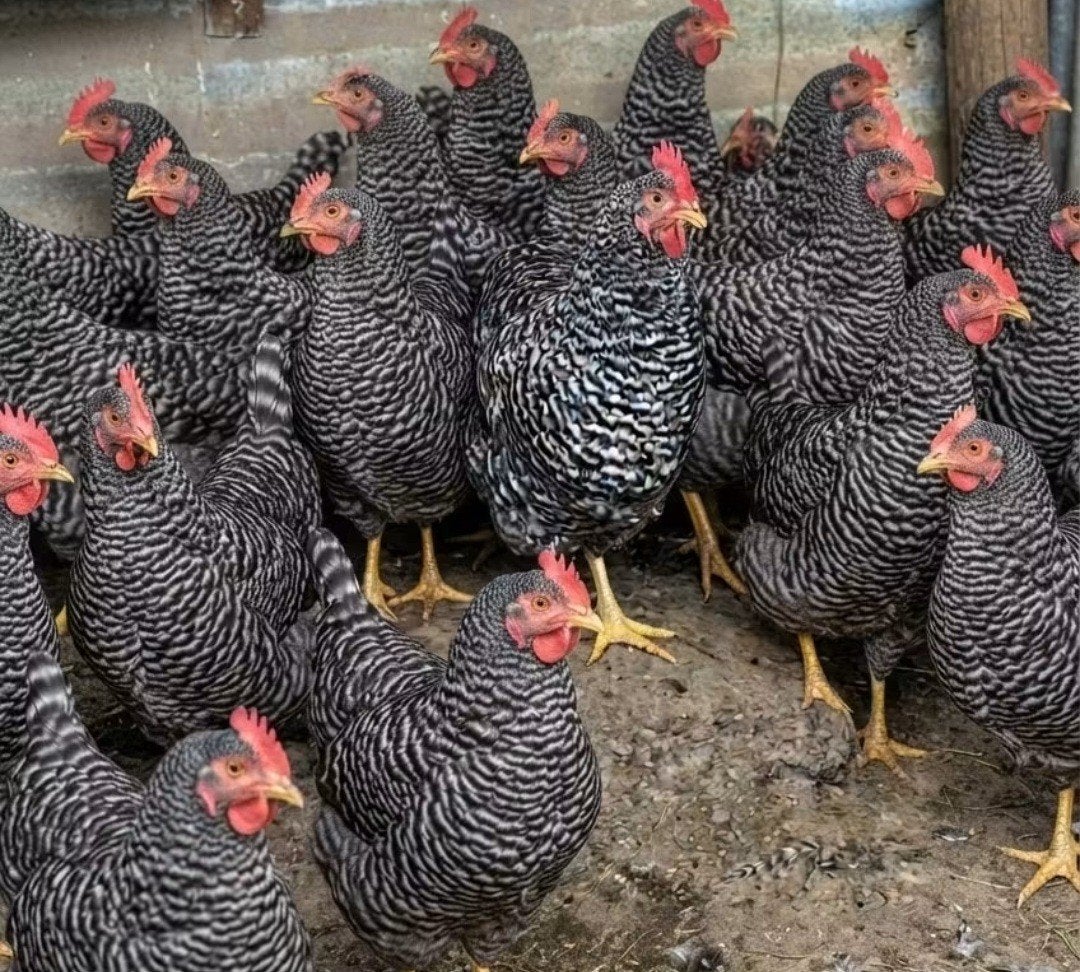 amrock. grote kippen  net aan de leg, Vrouwelijk, Kip