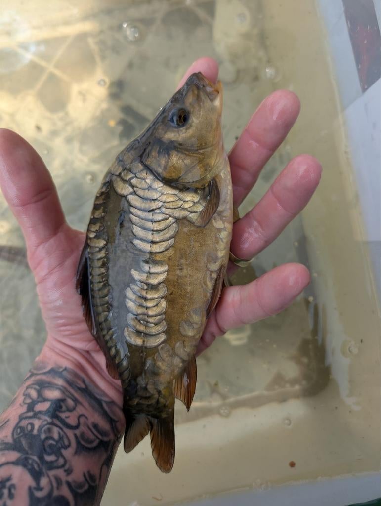 Hongaarse spiegel karper (koi), Karper of Koi