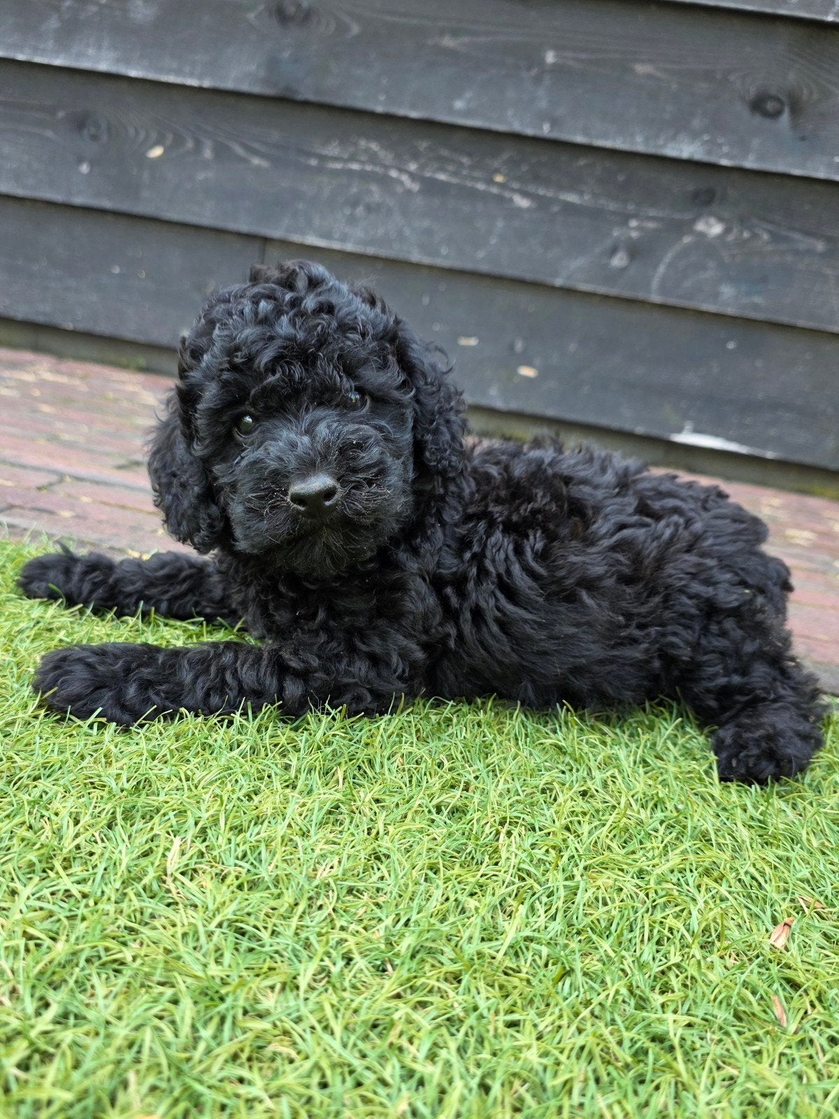 nog 1 maltipoo pup. zwarte teefje, Overige rassen, 8 tot 15 weken, Teef, Meerdere
