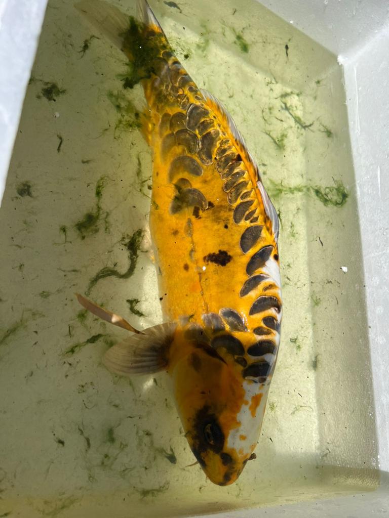 Koi karper, Karper of Koi