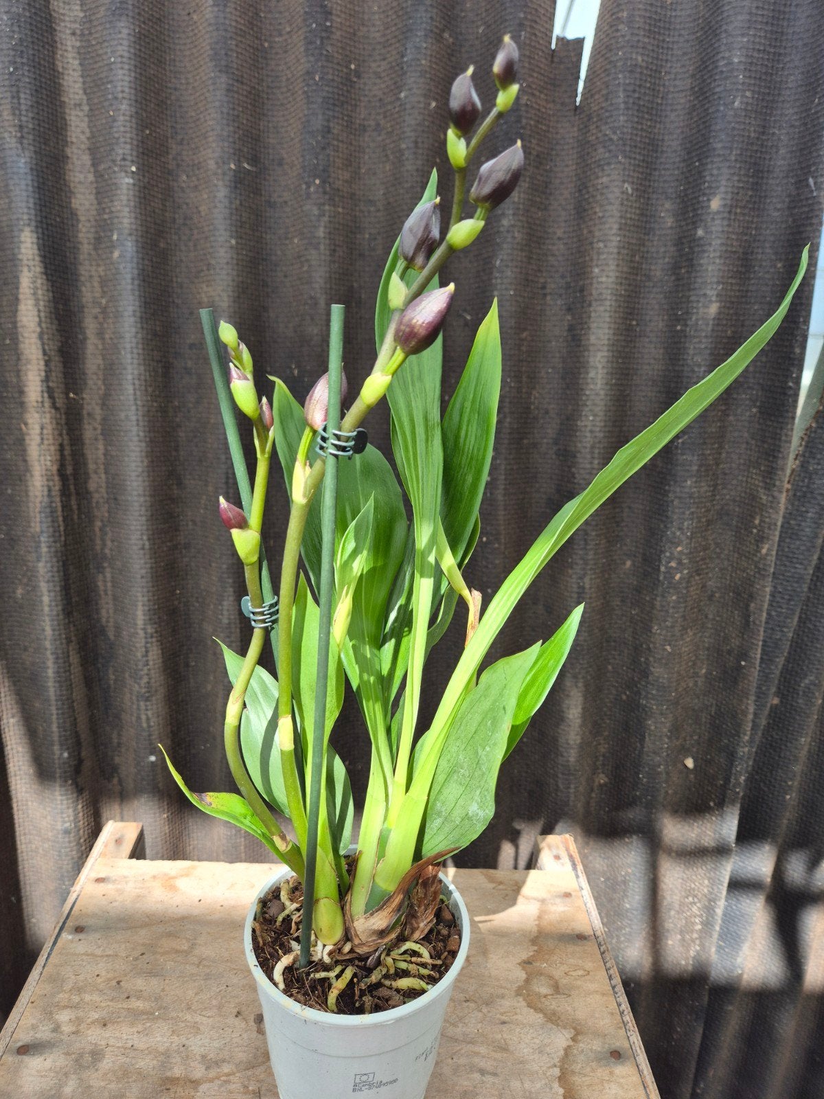 Orchidee Zygopetalum 'Trozy Blue' p12 (1)