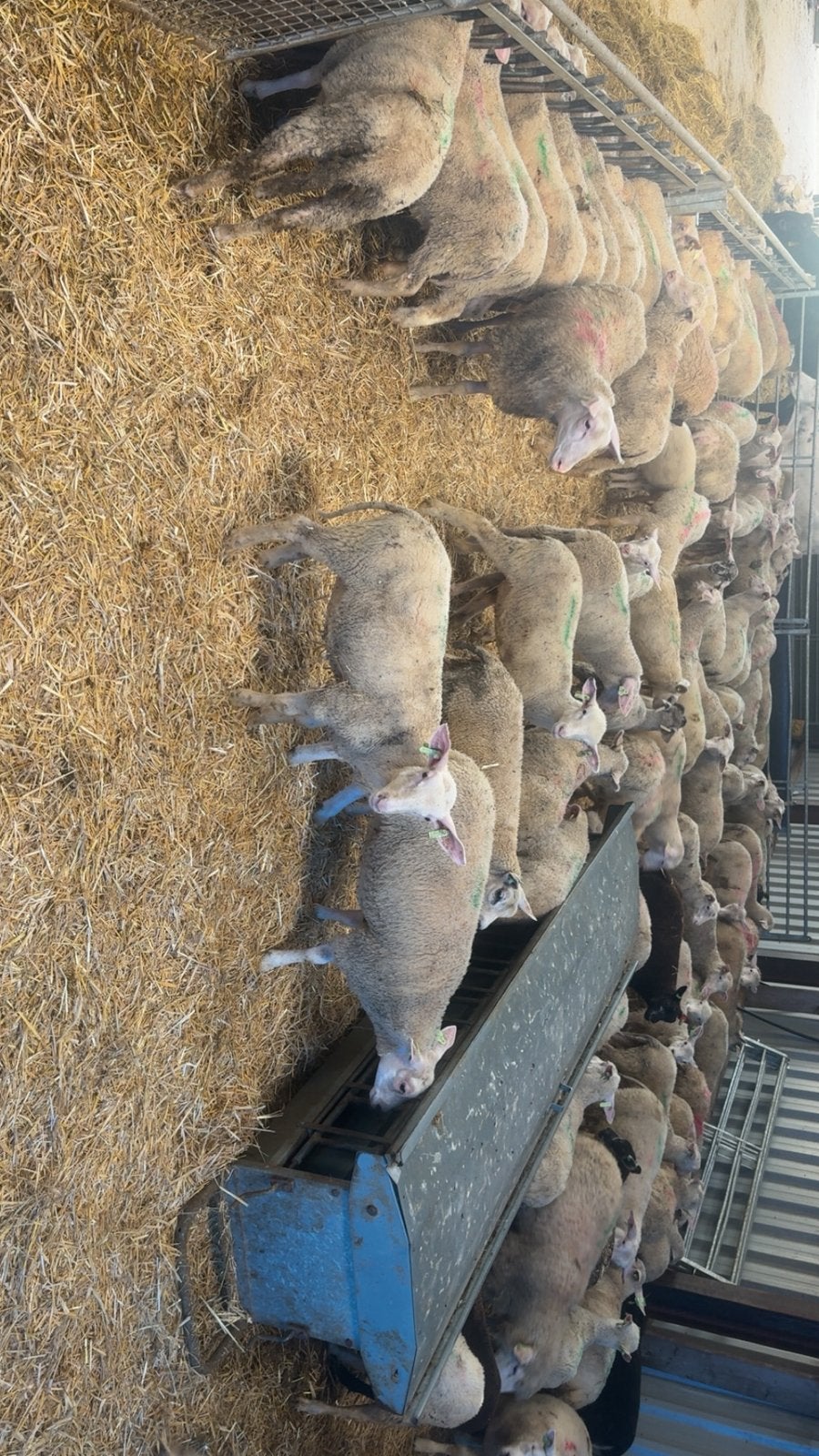Afmest lammeren, Meerdere dieren, Schaap