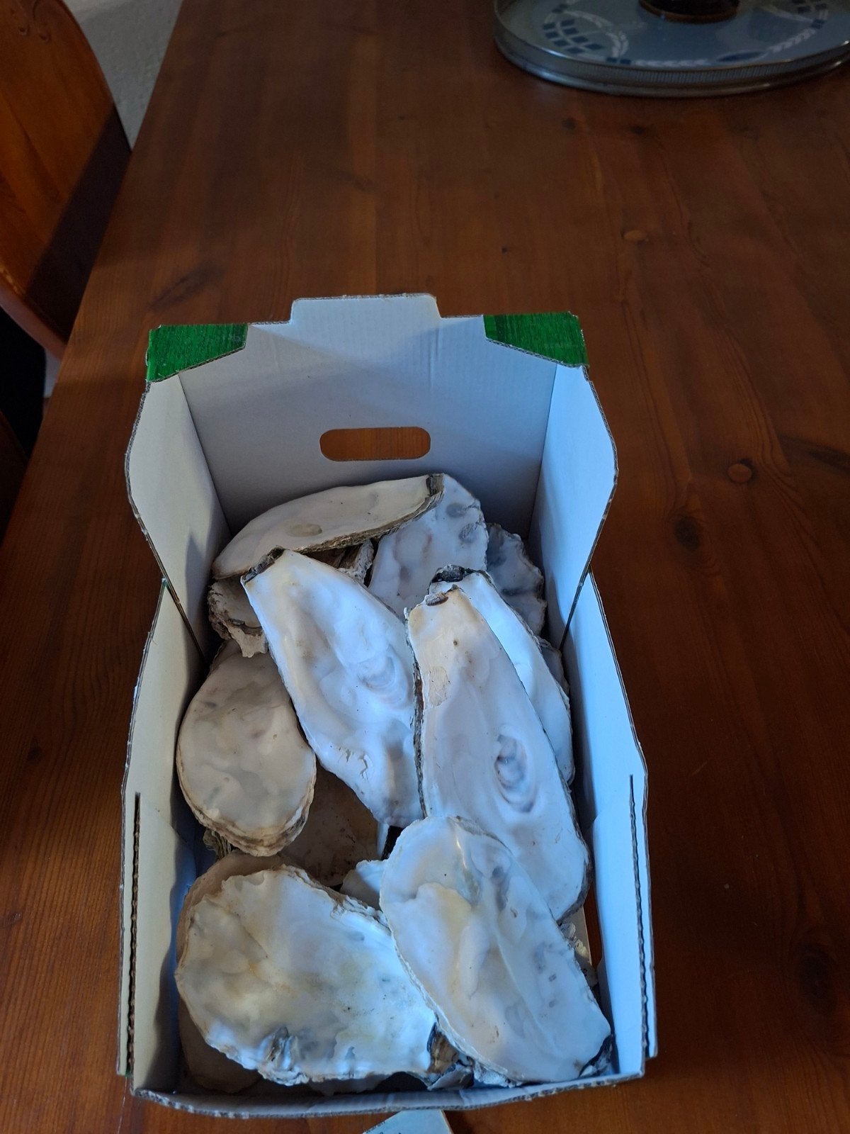 Oester schelpen, Ophalen of Verzenden, Meerdere media