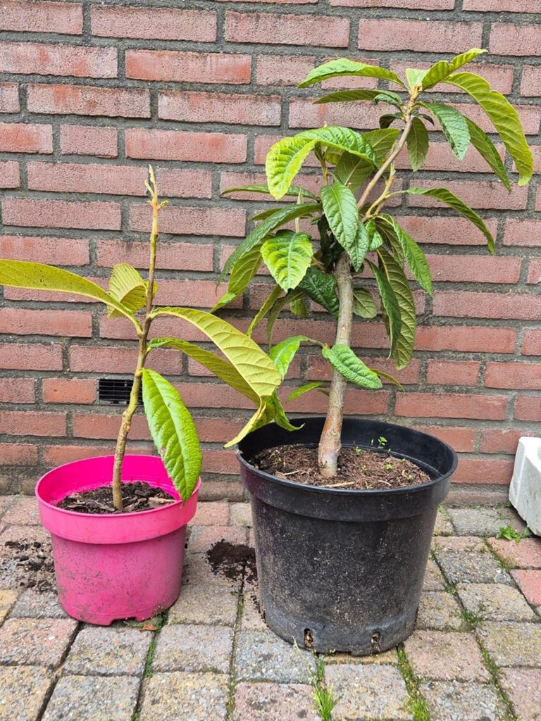 Japanse Mispel, Tuin en Terras, Ophalen of Verzenden, Overige soorten, Volle zon