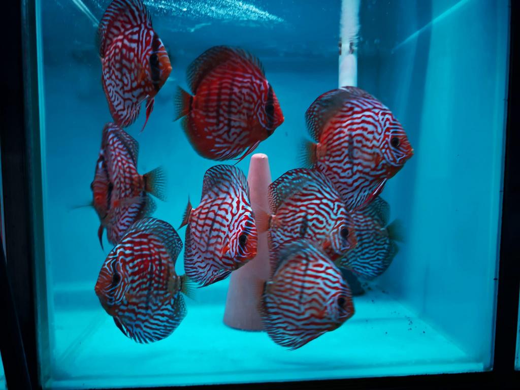 Discussen Heckel Cross Royal, Dieren en Toebehoren, Vissen | Aquariumvissen, Vis