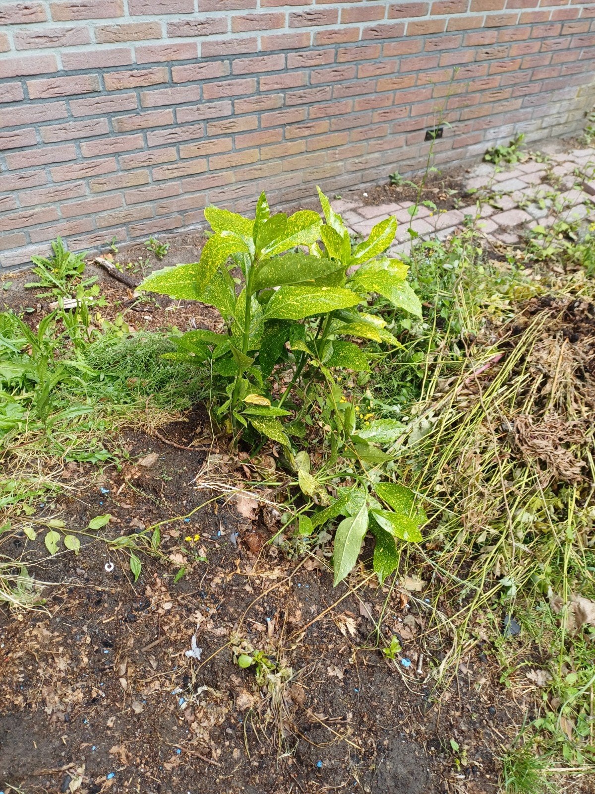 Gratis Struiken, Tuin en Terras, Planten | Struiken en Hagen, Ophalen, Overige soorten, Struik, 100 tot 250 cm