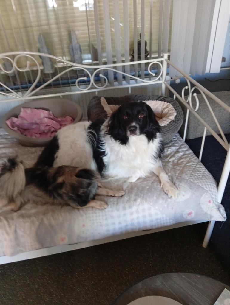 Border Collie, Parvo, Reu, Collie, Eén hond