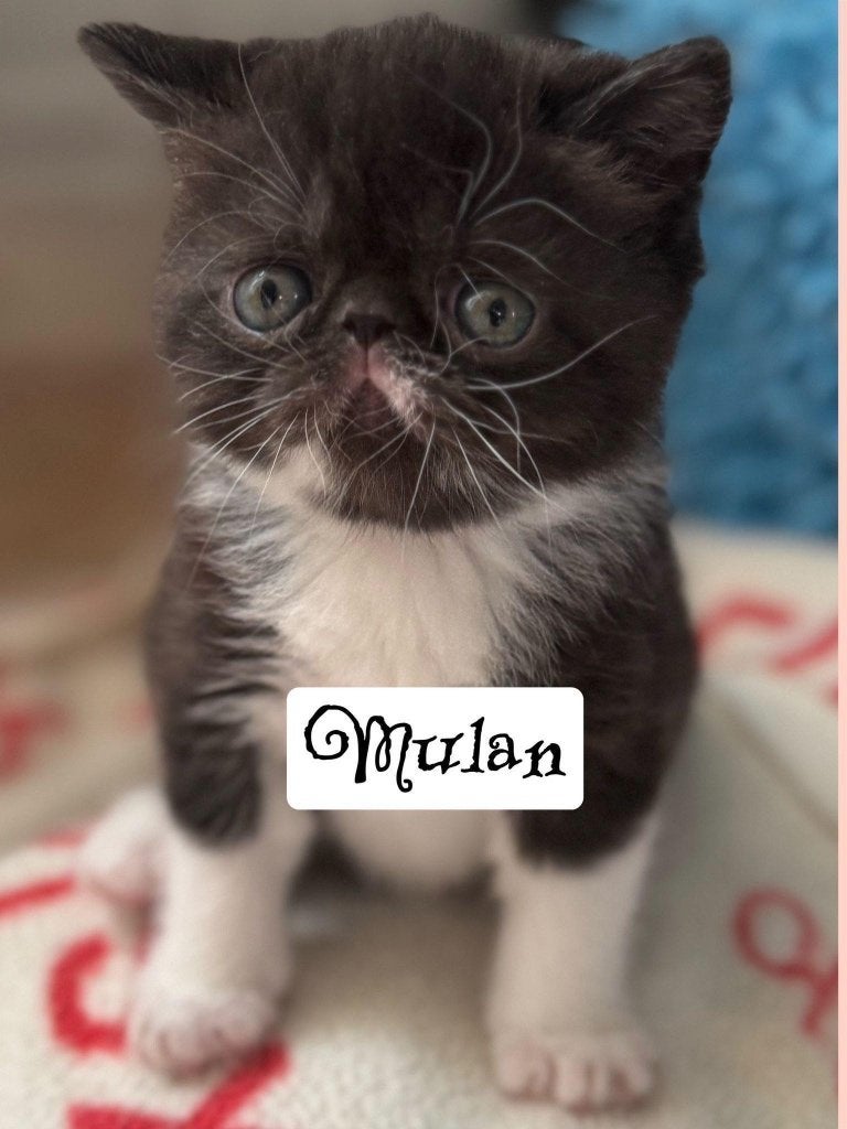 Exotic korthaar/ langhaar, Dieren en Toebehoren, Katten en Kittens | Raskatten | Korthaar, Meerdere dieren, Met stamboom, 0 tot 2 jaar