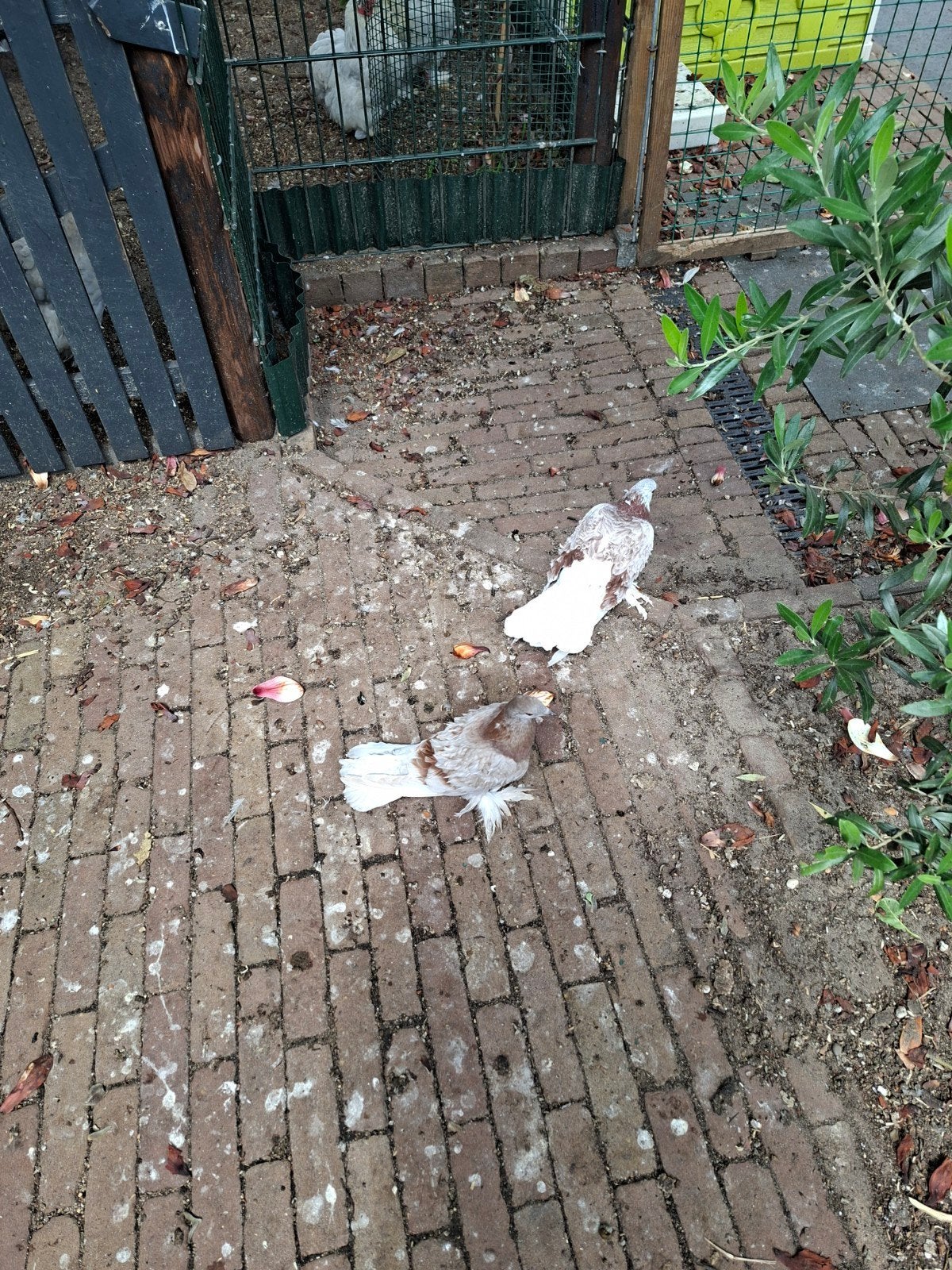 jonge krulduiven, Dieren en Toebehoren, Vogels | Duiven, Meerdere dieren, Overige soorten