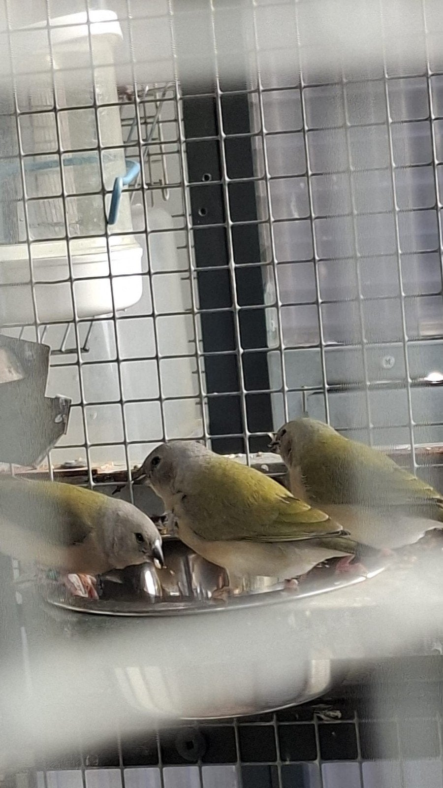 Gouldamadine's wildkleur 2026, Meerdere dieren, Tropenvogel, Geringd
