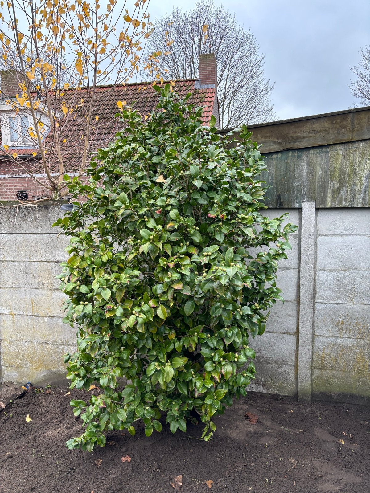 Camellia struik - Rode bloemen, Vaste plant, Halfschaduw, Lente, Ophalen