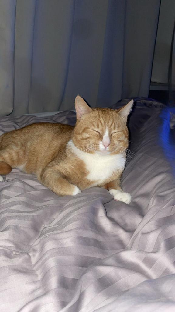 Warm huisje voor lieve Kater, Kater