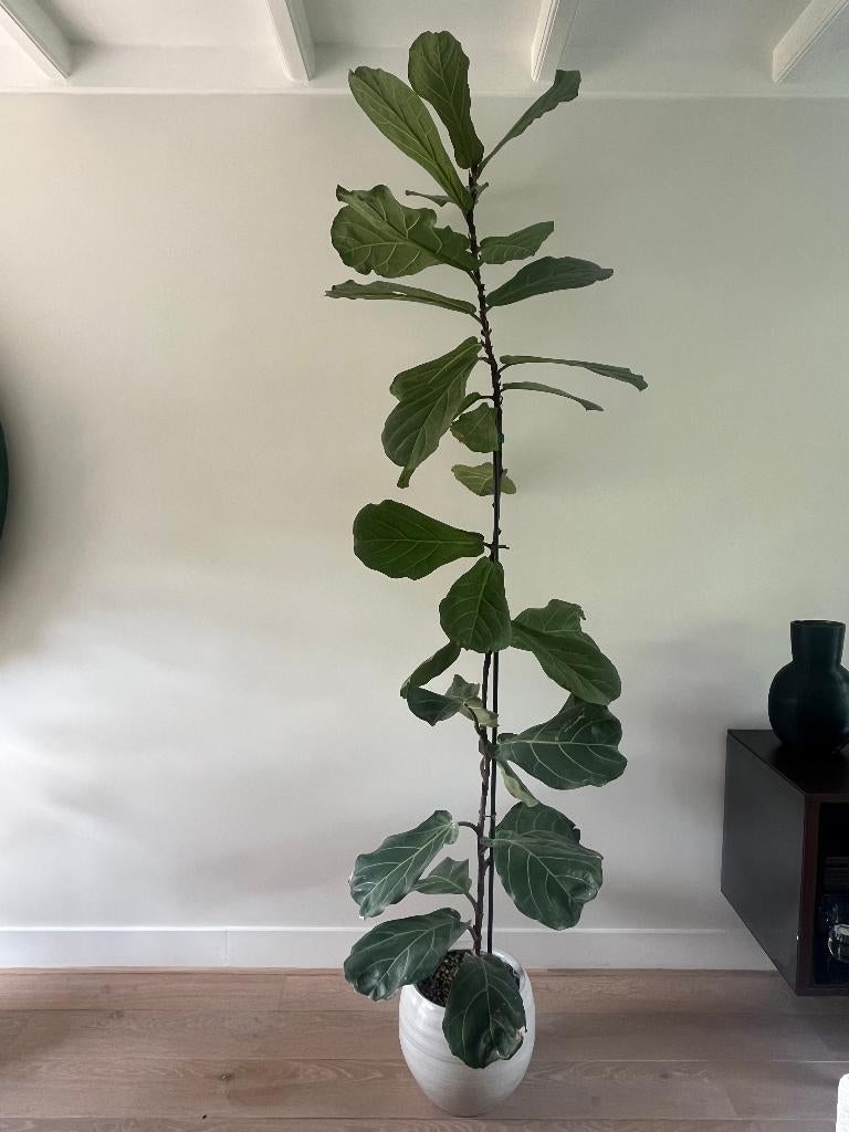 Ficus lyrata - tabaksplant van circa 240 cm | Eyecatcher!, Ophalen, Ficus, 200 cm of meer, Halfschaduw