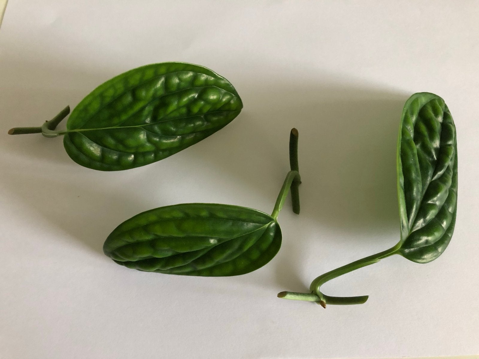 Monstera Peru tussenstekjs . Prijs per stuk., Huis en Inrichting, Kamerplanten, Ophalen of Verzenden, Minder dan 100 cm