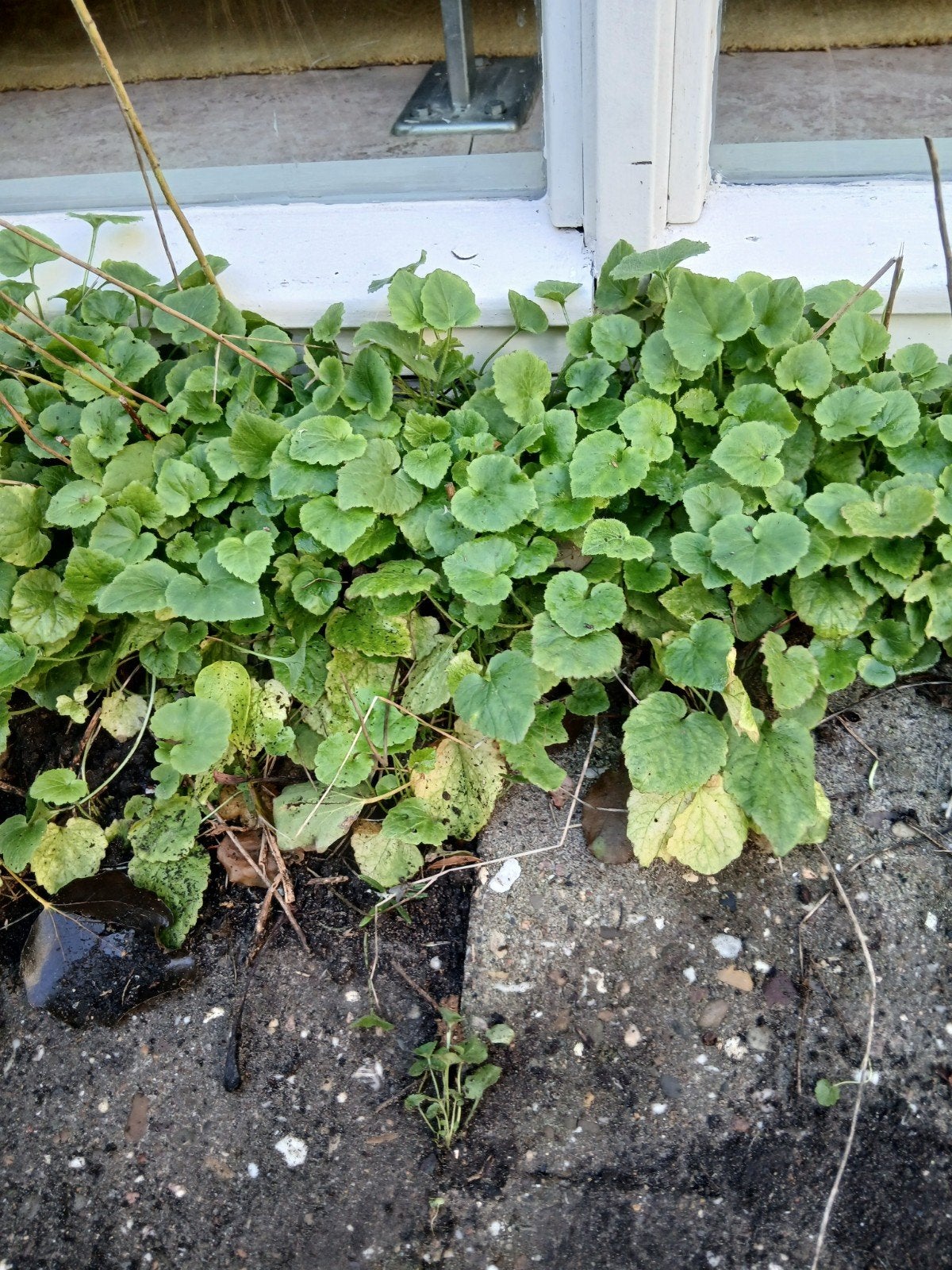 Campanula Blauw - Vaste plant voor uw tuin, Tuin en Terras, Ophalen, Bodembedekkers, Vaste plant, Halfschaduw