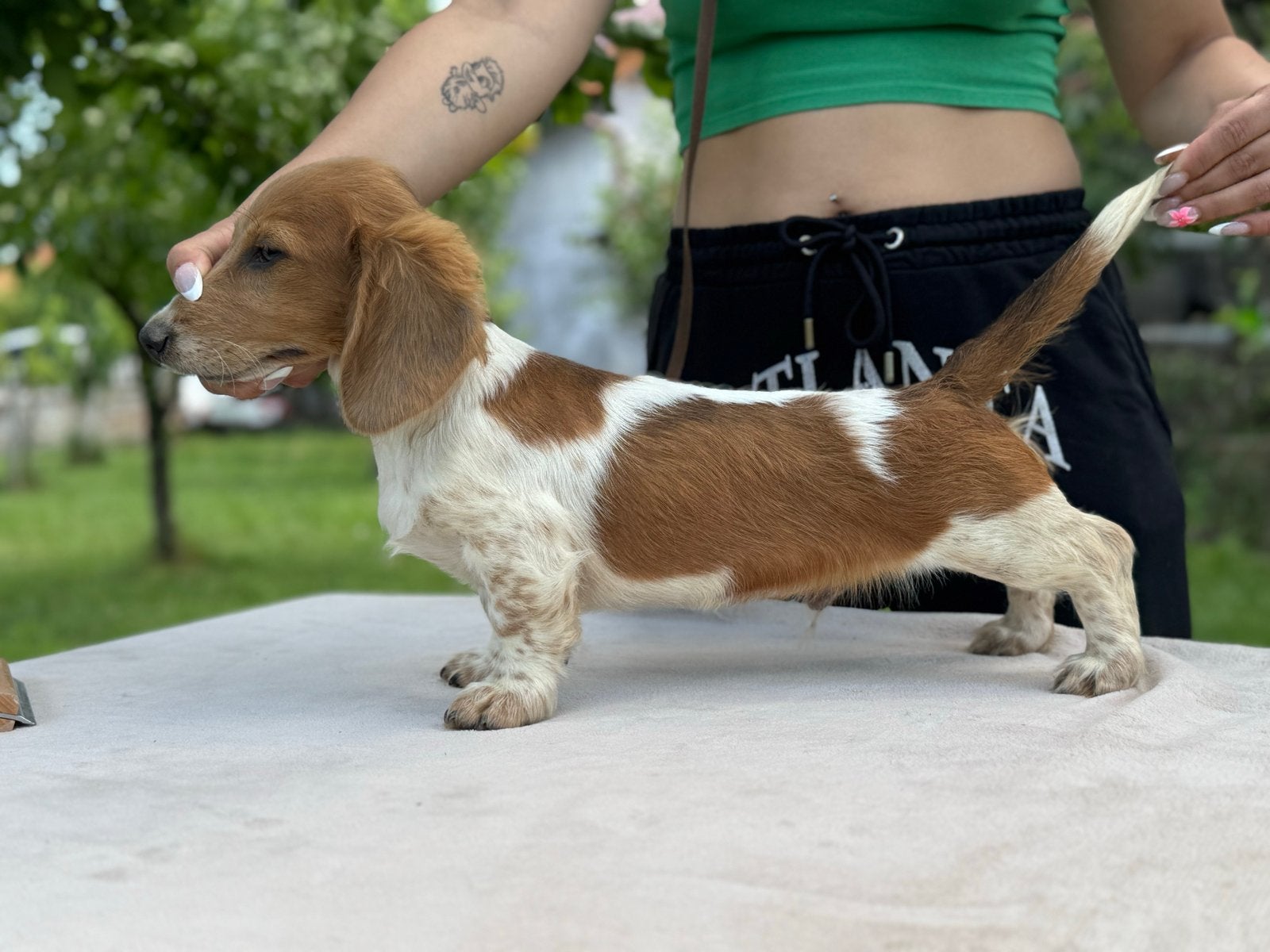 Piebald longhaired dachshound, 8 tot 15 weken, Buitenland, Dwerg, Langhaar