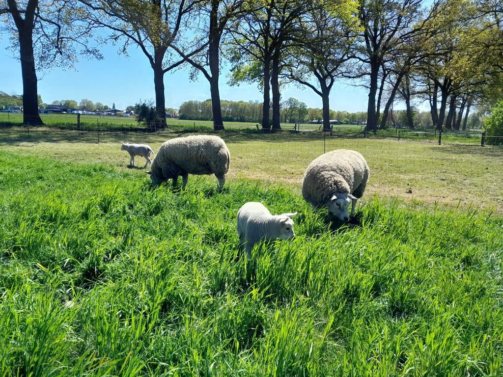 Texelaar ooien met lammeren (geen stamboek), Dieren en Toebehoren, Vrouwelijk, Schaap