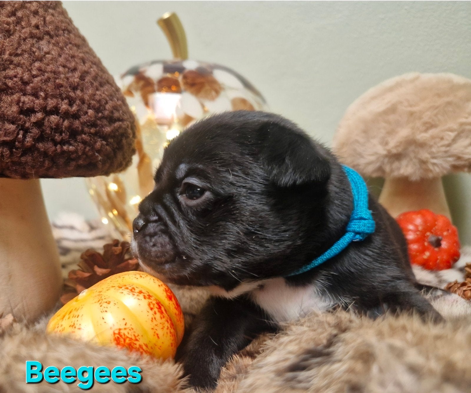 Moderne Franse Bulldog Pups, Nederland, 8 tot 15 weken, Bulldog, Meerdere