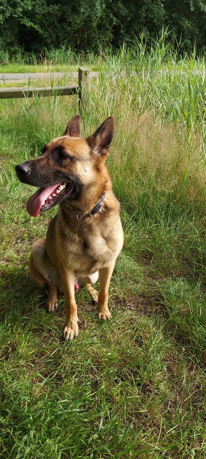 DJ zoekt nieuw plekke, 6 jaar of ouder, Reu, Eén hond, Herder