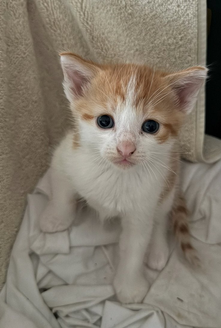 Rood wit poesje zoekt een nieuw huisje!, Poes