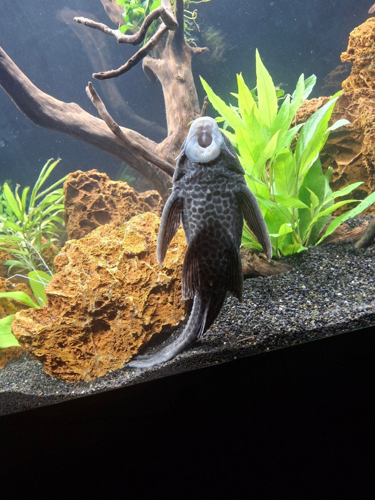 pleco, Dieren en Toebehoren, Vis, Zoetwatervis